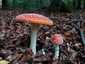 Légyölő galóca (Amanita muscaria), Őrség